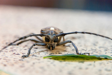 Big bug on a table, close up