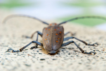 Big bug on a table, close up