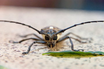 Big bug on a table, close up