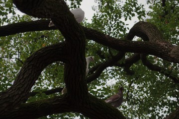 pigeons on a branch