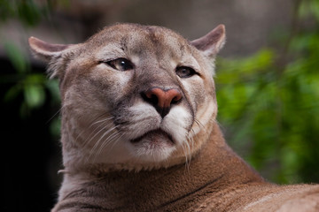 Naklejka premium The sad puma with sad eyes close up, a big sad cat a symbol of endangered animals.