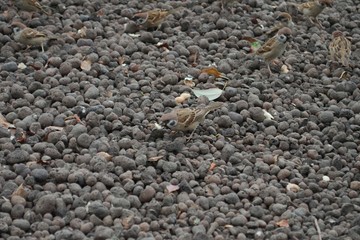 sparrow camouflaged among pebbles