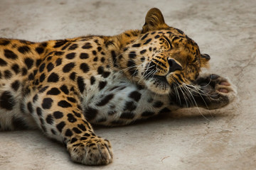 The powerful  leopard lies beautifully, the muzzle is close up.  lies with his head on his paw like a man.