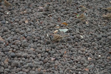 sparrow camouflaged among pebbles