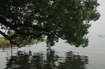 reflection of a tree over water