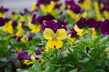 yellow flowers in the garden