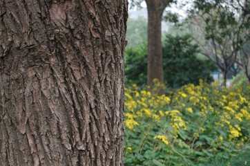 tree trunk in park