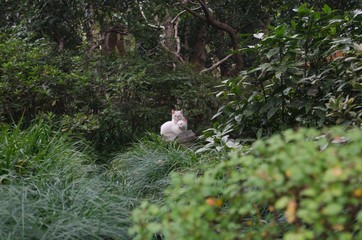 cats in park