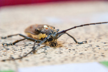 Big bug on a table, close up