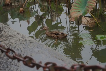 mandarin duck in pond