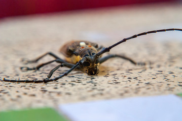 Big bug on a table, close up