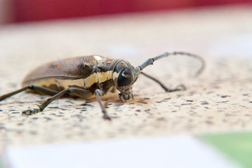 Big bug on a table, close up