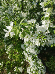 Blooming wild apples with small white flowers in the sunlights.