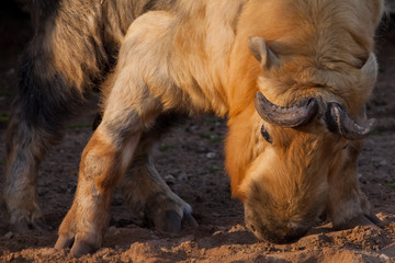 Fototapeta premium illuminated by the sun powerful horned hairy bull. male rare animal Sichuan takin (Himalayan bull, Chinese bull), dark background,