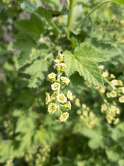 Blooming currant.Currant bush with green leaves and small tender flowers. Flowering bush of black currant in the garden.