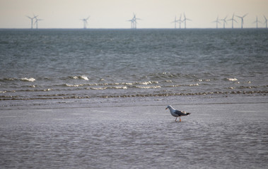 Möwe an Strand vor Windpark