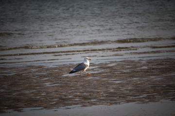 Silbermöwe Möwe Meer