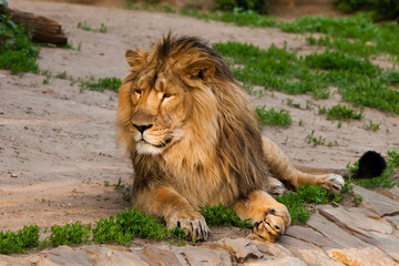 Naklejka na ściany i meble A handsome male lion with a gorgeous mane close-up against the backdrop of greenery, a powerful animal the lion king. sunlit - good light