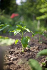 Permaculture jardin potager plante légume