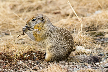 Naklejka na ściany i meble Arctic ground squirrel eating food. Kamchatka Peninsula, Russia