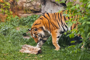 Tiger plays. Beautiful powerful big tiger cat on the background of summer green grass and stones.
