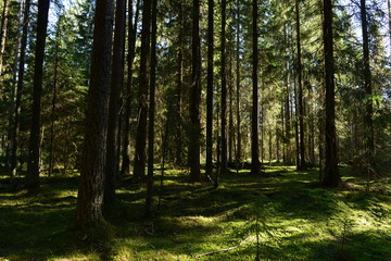 forest moss between spruce trees in the shadows and the light of the morning sun