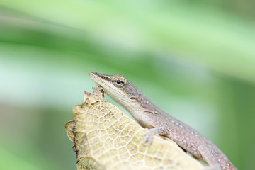 lizard on a leaf