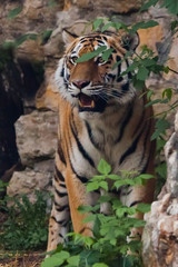 tiger among the rocks and green thickets, close-up. Beautiful powerful big tiger cat on the background of summer green grass and stones.