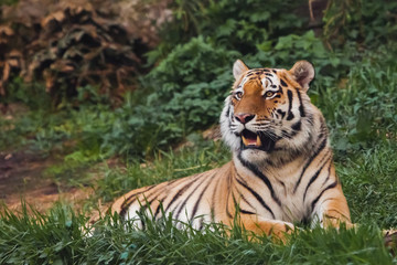 the tiger imposingly lies on emerald grass and rests, Beautiful powerful big tiger cat on the background of summer green grass and stones.