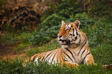 the tiger imposingly lies on emerald grass and rests, Beautiful powerful big tiger cat on the background of summer green grass and stones.