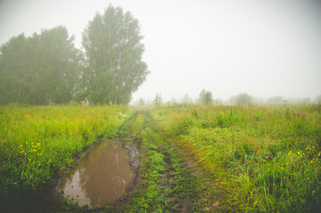 nature after rain. rural earthen road. juicy greens
