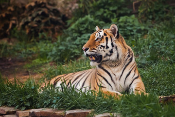 the tiger imposingly lies on emerald grass and rests, Beautiful powerful big tiger cat on the background of summer green grass and stones.