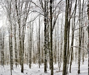 frozen forest trees