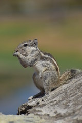 squirrel feeding wild photography