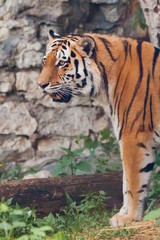 Beautiful powerful big tiger cat on the background of summer green grass and stones.