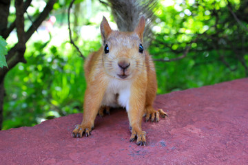 squirrel sitting on a red floor close up