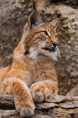 Naklejka na ściany i meble big cat lynx close up. Lynx on the background of stones