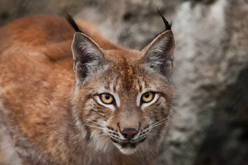 beautiful big cat lynx close up. big expressive cat eyes, look of a predatory cat.