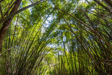 Naklejka na ściany i meble Bamboo forest