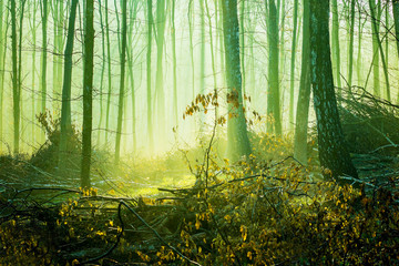 Landscape - sunny day in a thick forest in the fall_