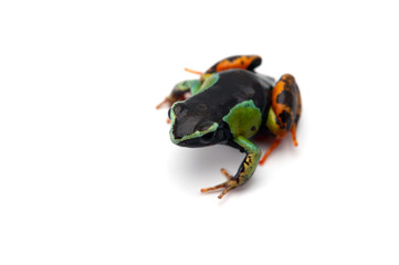 Mantella madagascariensis isolated on white background