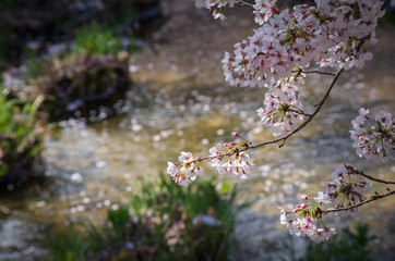 川べりで咲く桜