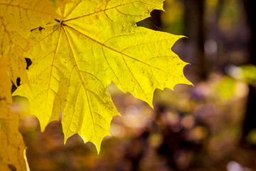 Large yellow maple leaf on a dark blurry background_