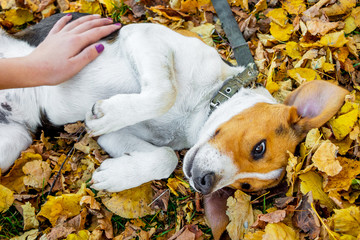 The little dog of breeds an Estonian hound lying on an autumn leafs and  children's hand caress its_
