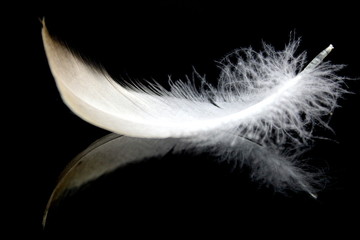 Feather