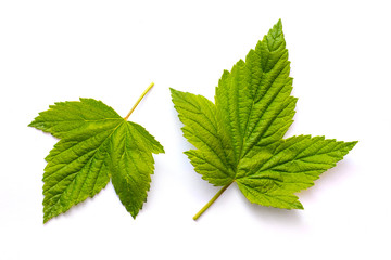 Two green bright currant leaves on a white isolated background_
