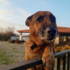 Old retired police dog at the farm, gazing in the distance. 