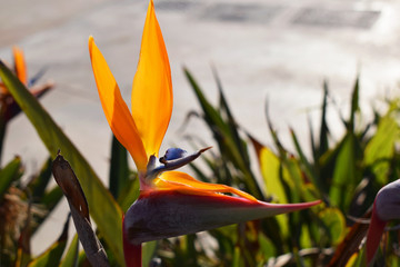 Obraz premium Flower Bird of Paradize, Strelitzia