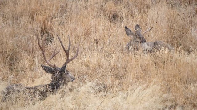 Slow motion shot mule deer bucks bedded down during a winter blizzard