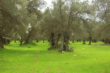 Olive trees and green lawns. human waste. Environmental pollution.